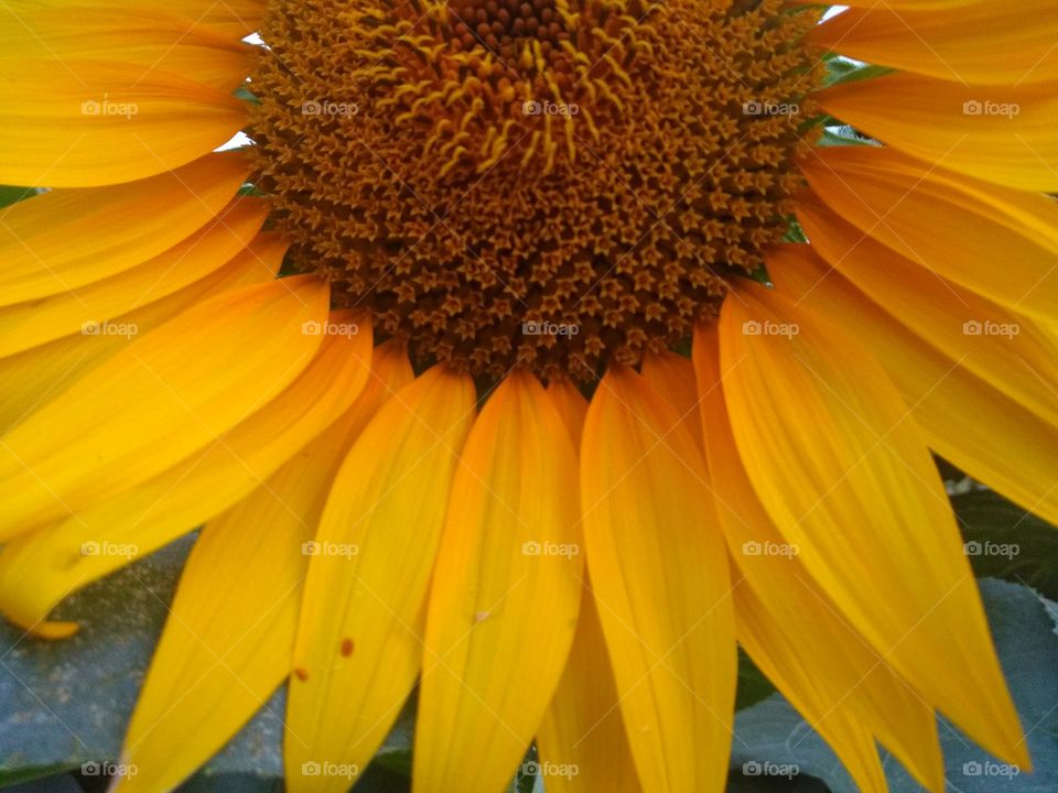 Sunflower!