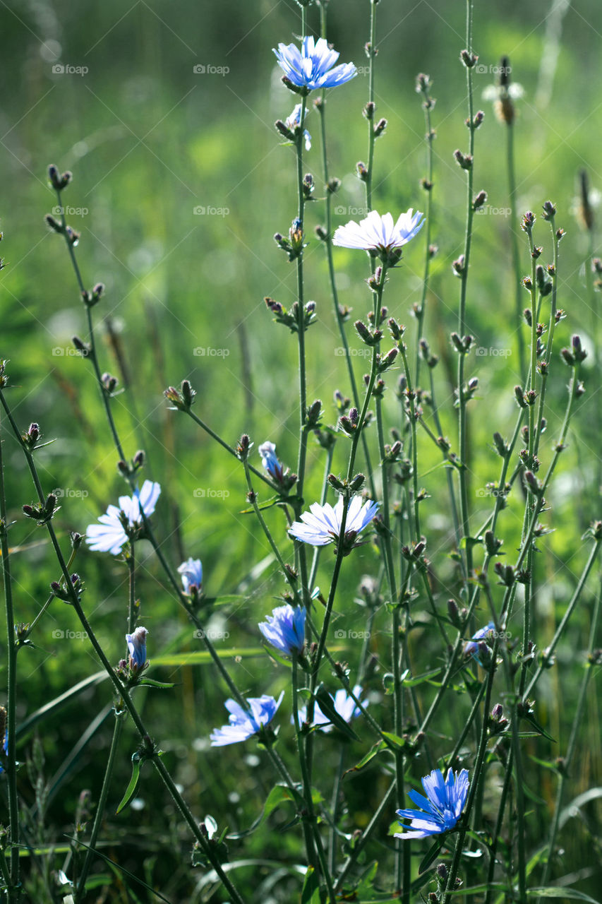 Wild flowers in the field