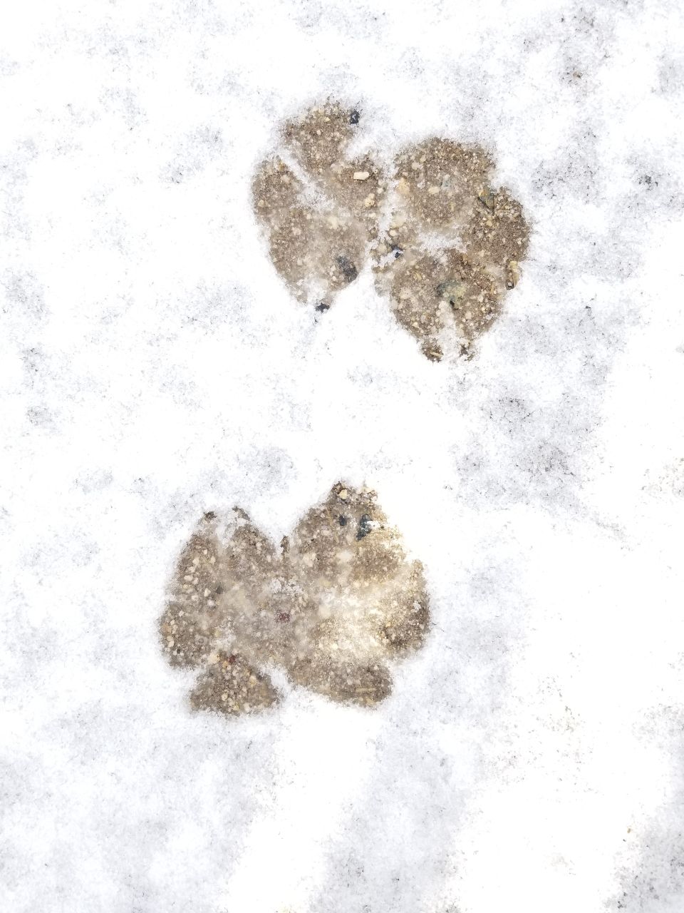 Paw prints of a dog in the snow 🐾