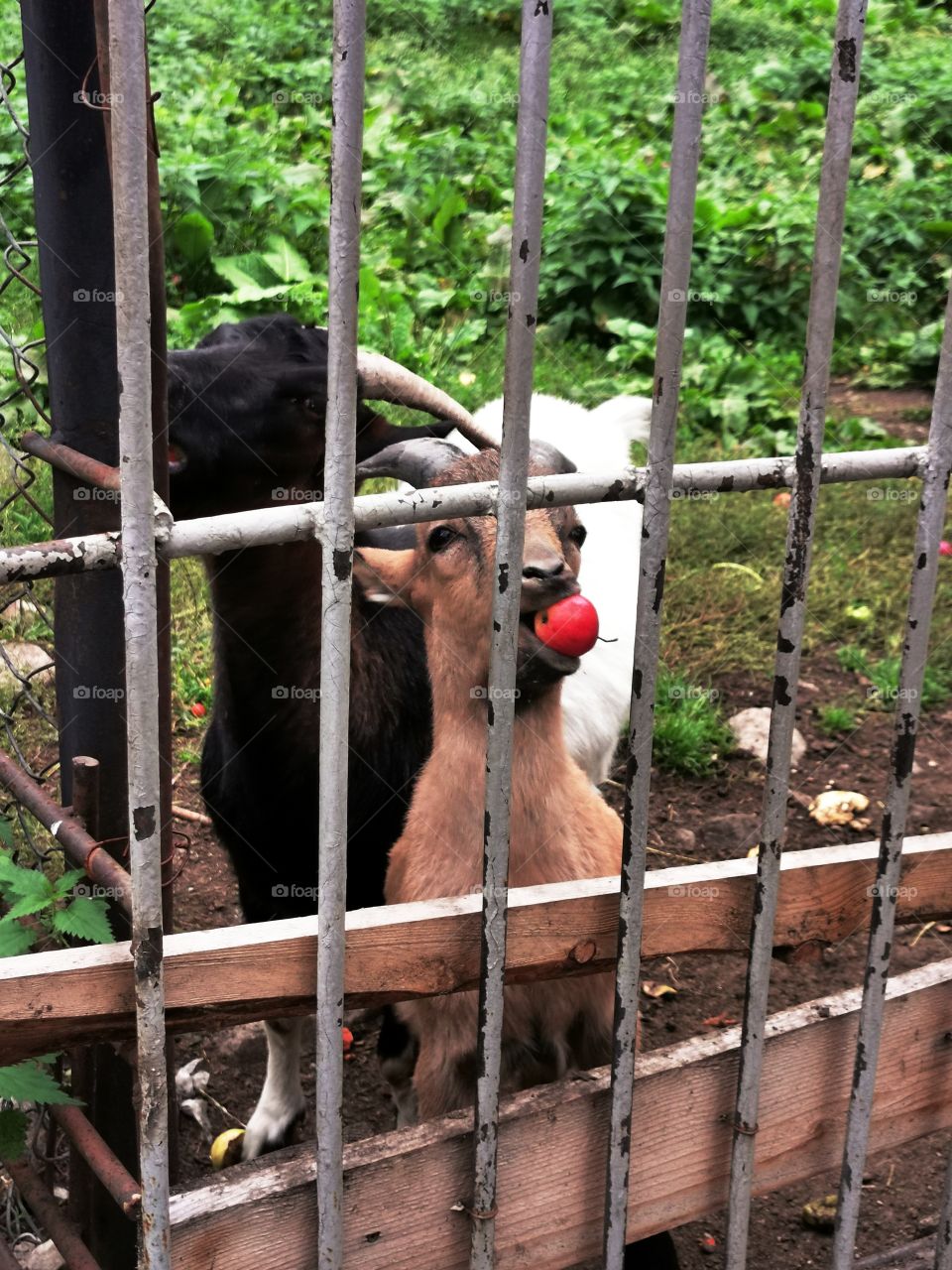 Russia nature view eco focus day part sun sunny travel Light reys trip tree form animals zoo