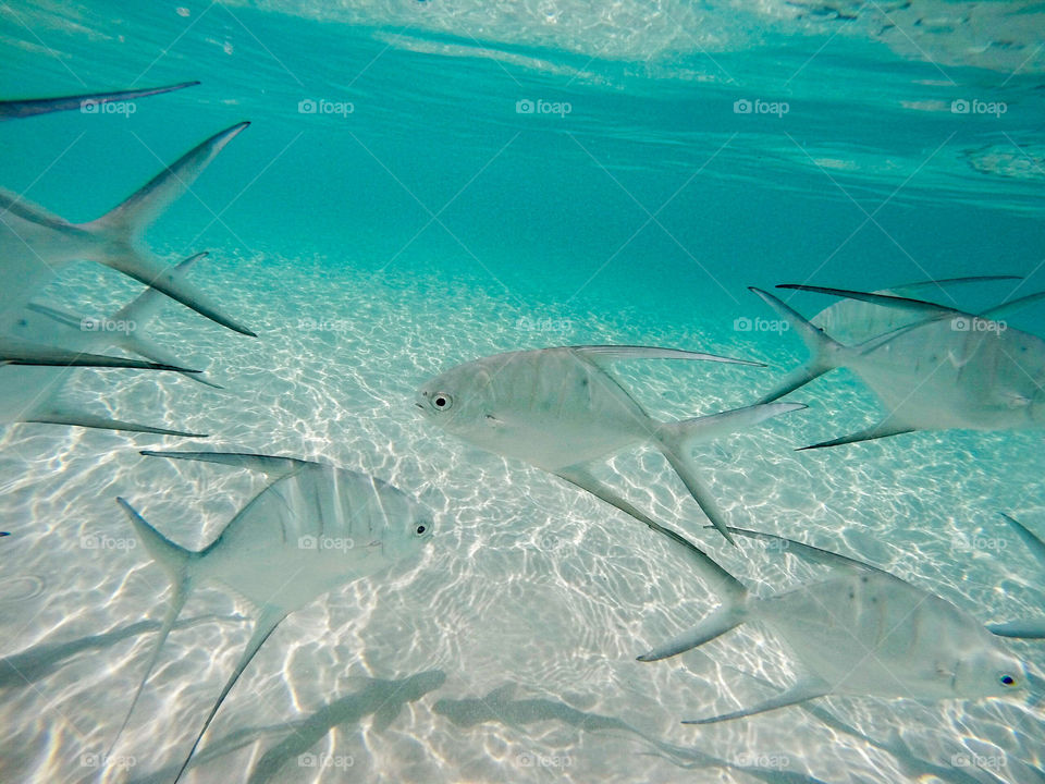 Fishes swimming undersea