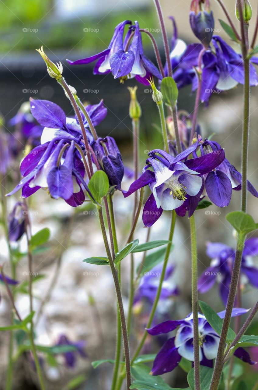 The beauty of flowers