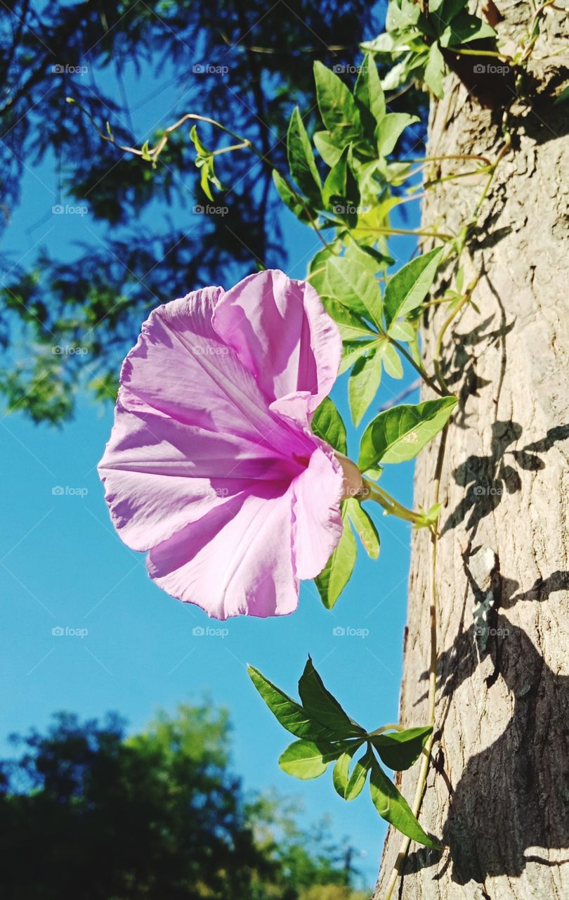 Morning glory is perennial vine