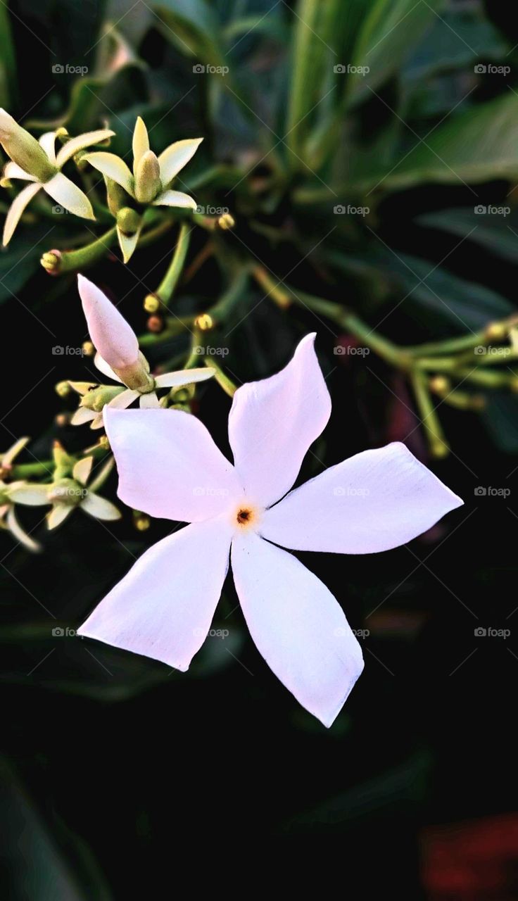 Jasmine is an ornamental flower plant in the form of erect-trunked shrubs that live chronically. Jasmine is a genus of shrubs and vines in the olive family