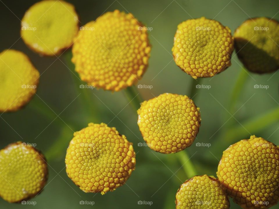 Closeup of common tansy