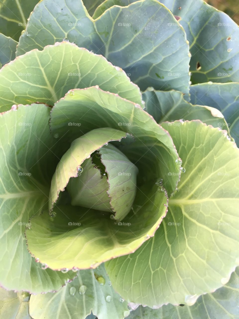 Cabbage Beauty