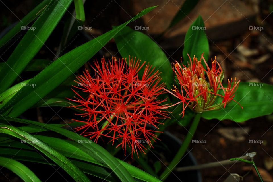 Exotic flower/Flor exótica.