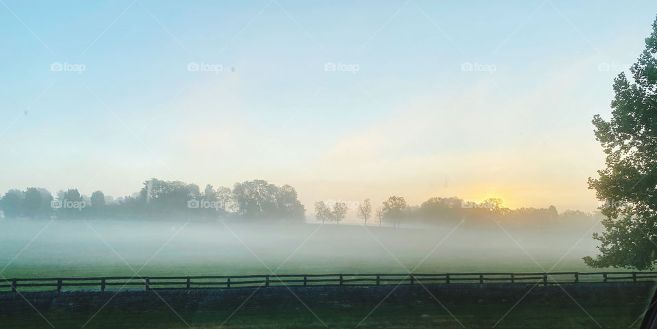 Foggy field