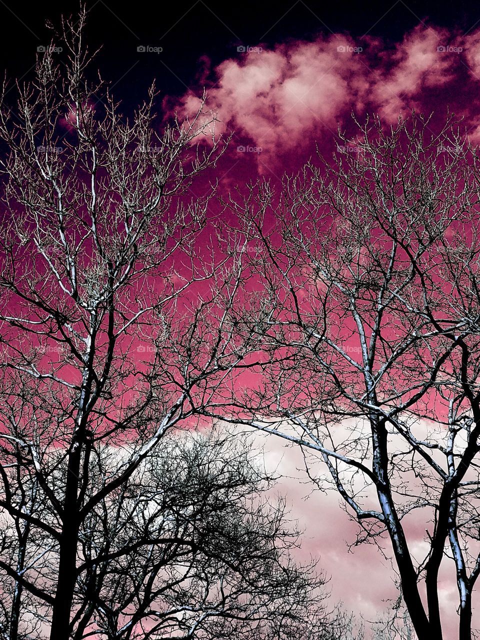 Trees under mostly clear skies in Bayside NY on a warm April evening