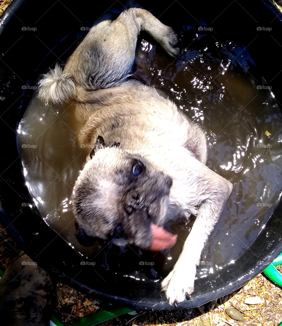 My loyal little pug, Lucy, getting cooled off, and free of some fleas all at once.  it was 110° f that day.