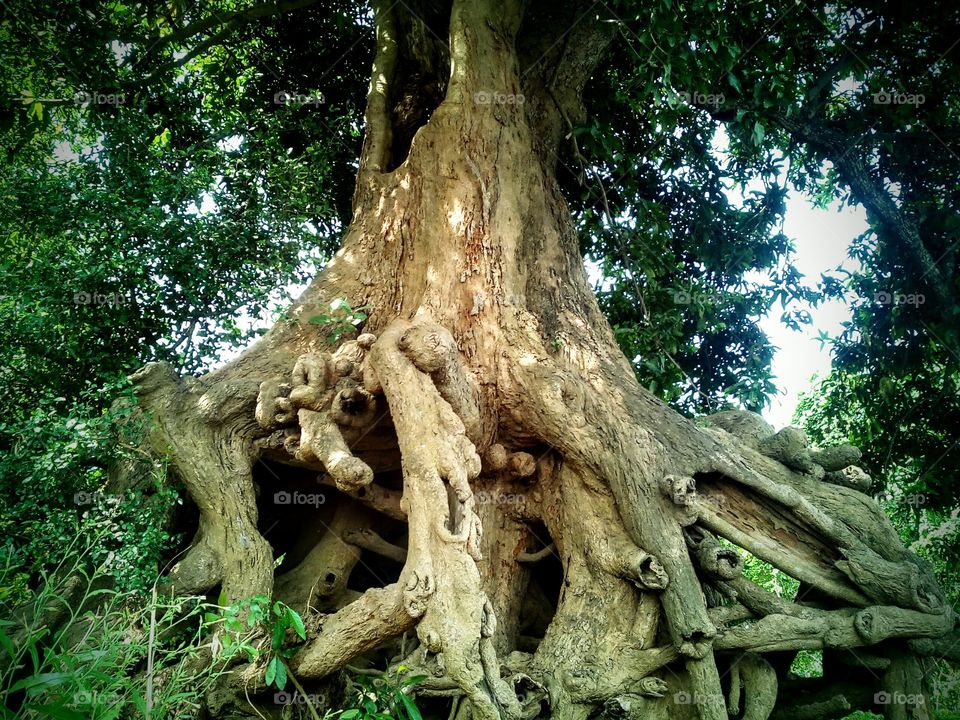a old mango tree