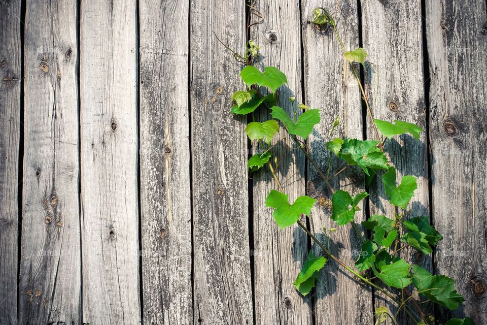 Grape leaves climbing up the wood board
