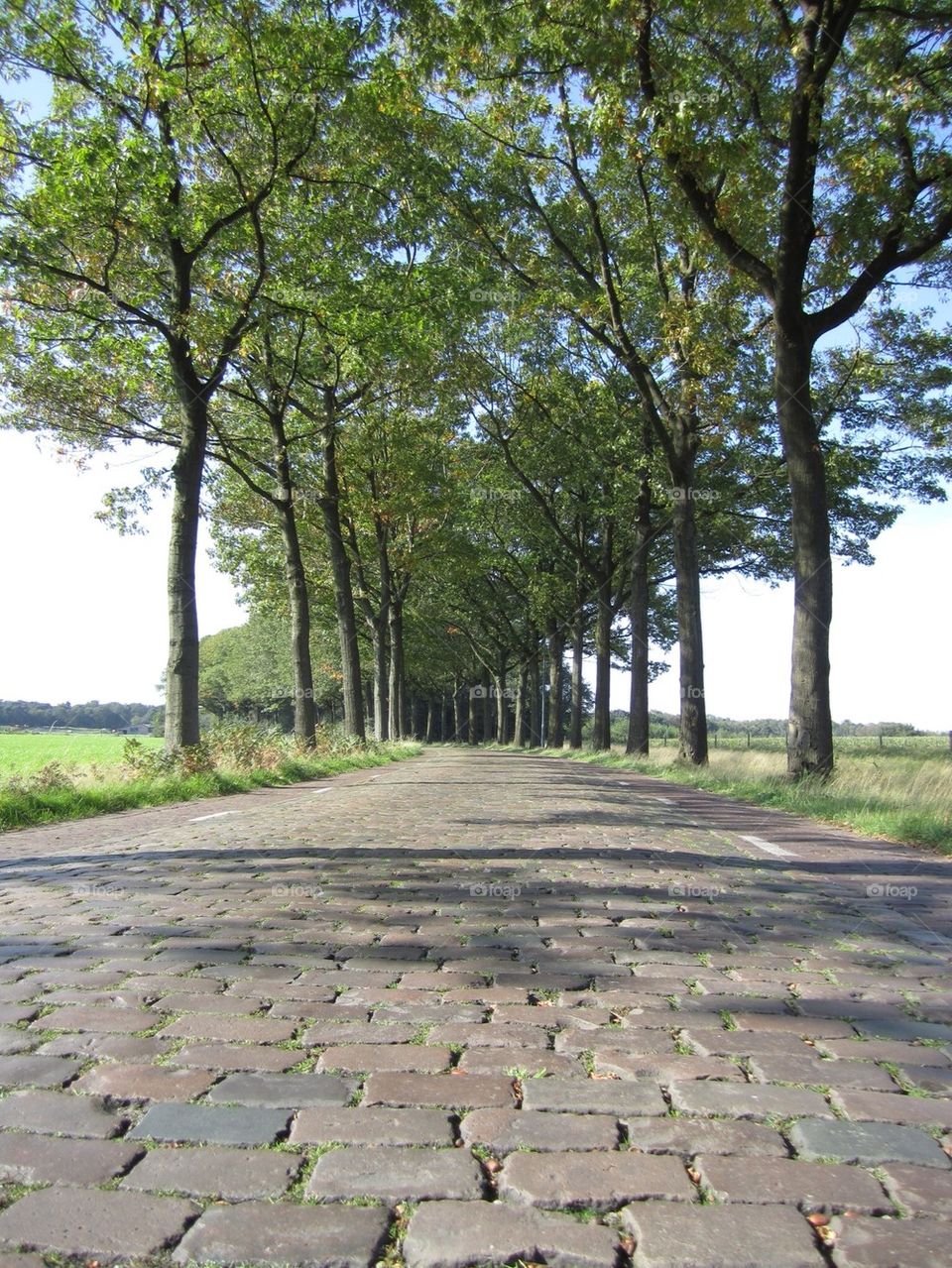 Dutch rural road
