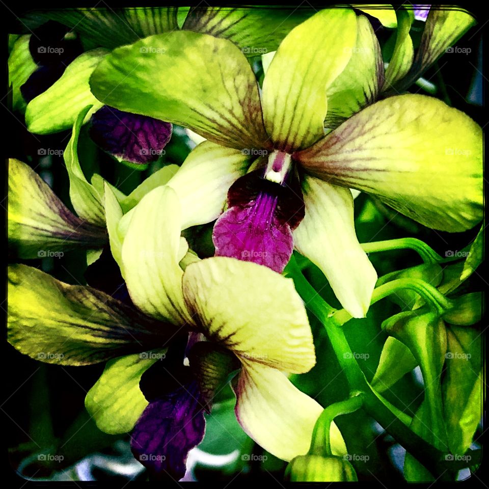 Green orchids