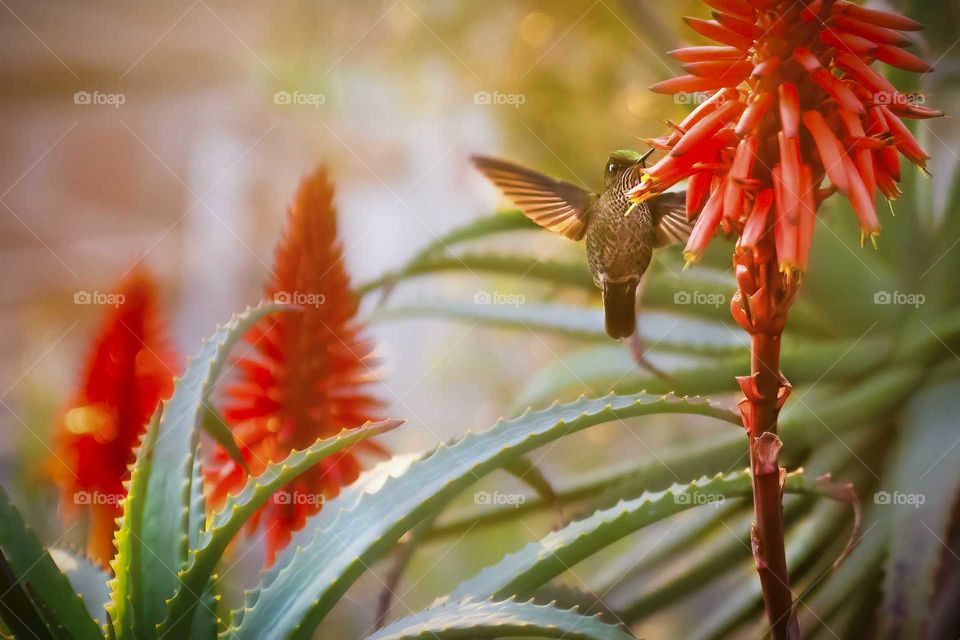 hummingbird taking nectar from a flower