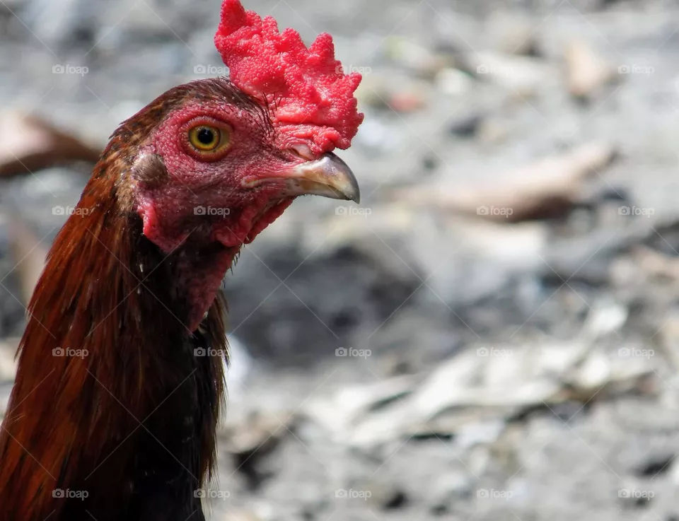 Rooster
