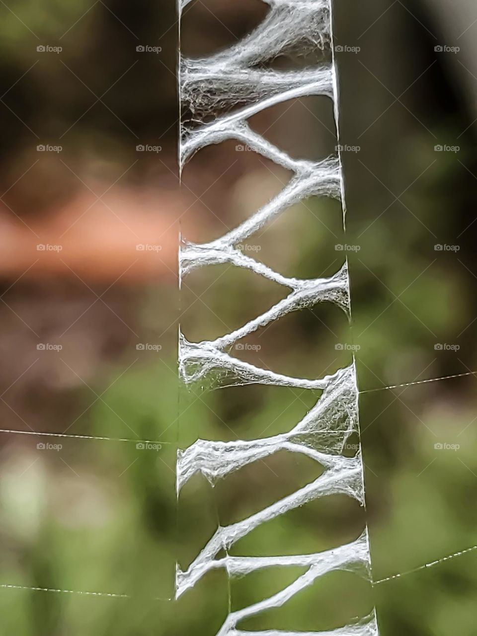 Amazing nature: A closeup of the articulate design of a spiders web.