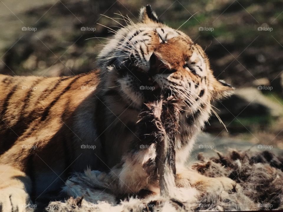Tiger eating at Bronx Zoo