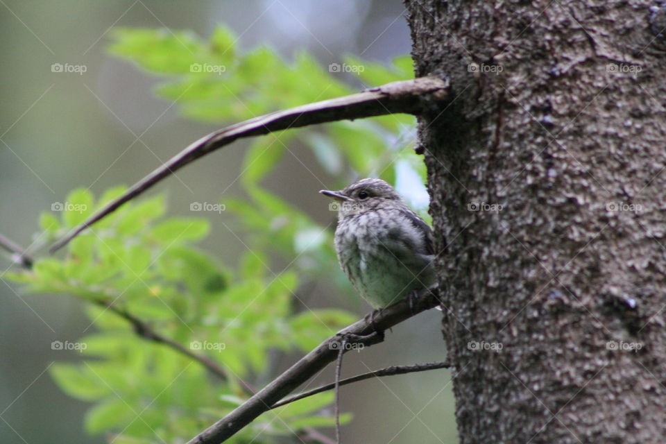 Bird on a tree branch in the forest