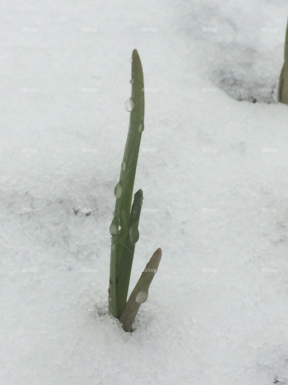Sprout through snow