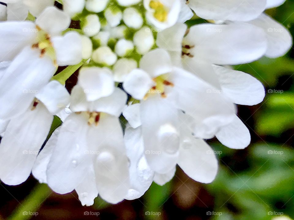 Alyssum 