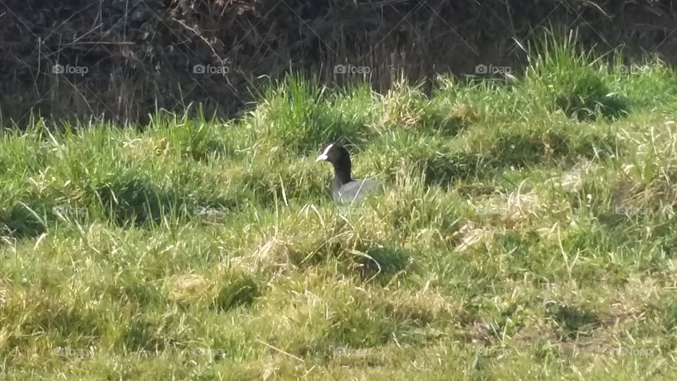 Coot hiding in the grass