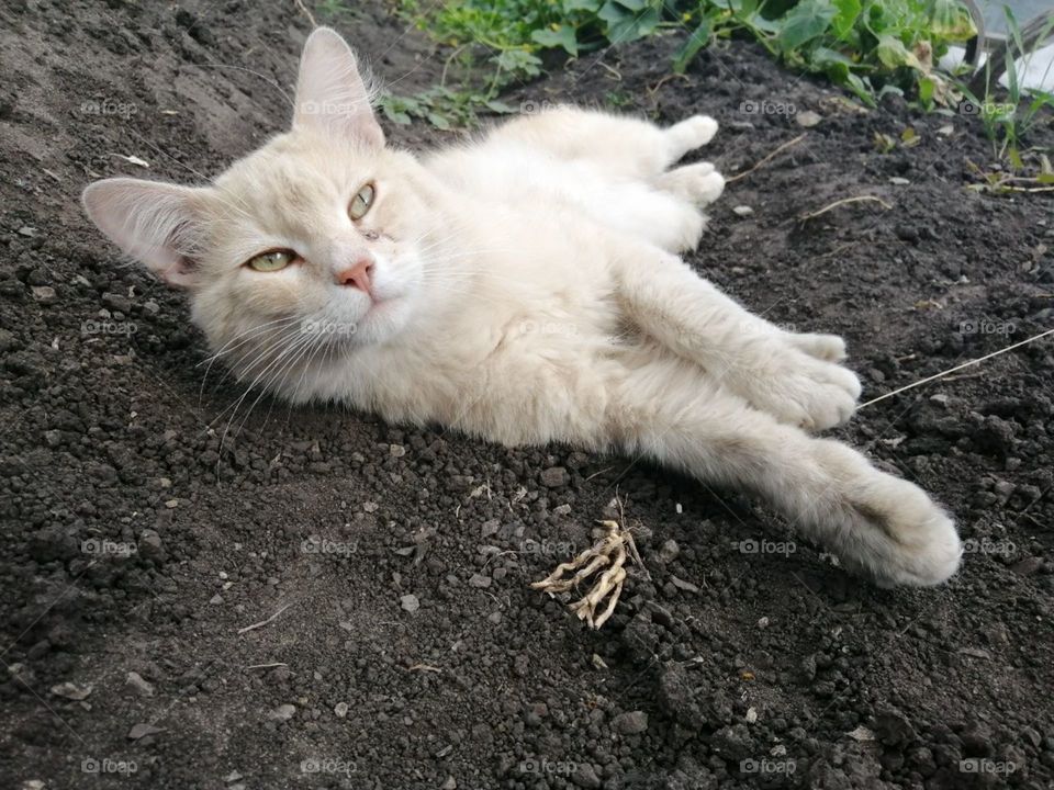 Red dirty cat lies (stretched) on black earth (soil) in the garden