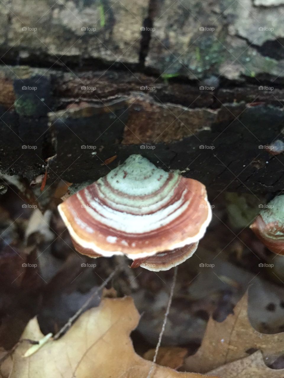 Pretty fungus