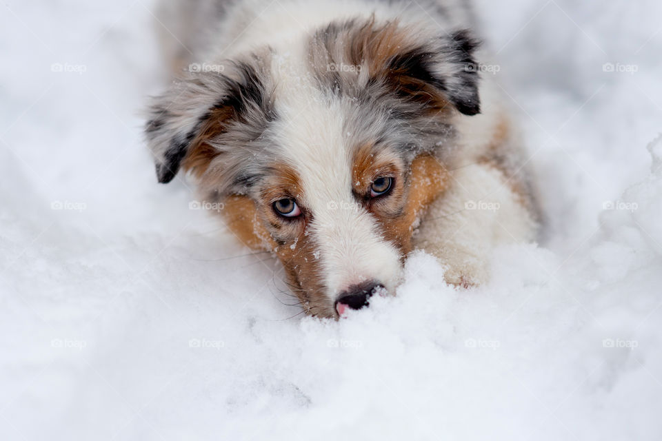 Australian shepherd