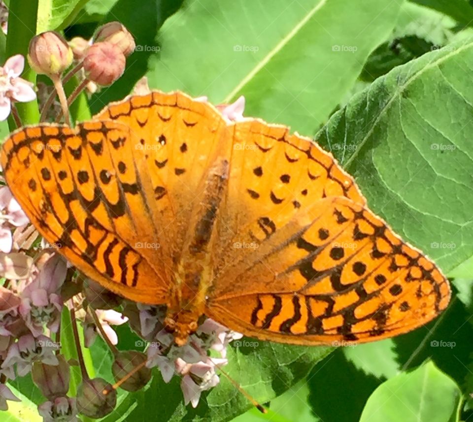 Summer butterfly enjoying milkweed