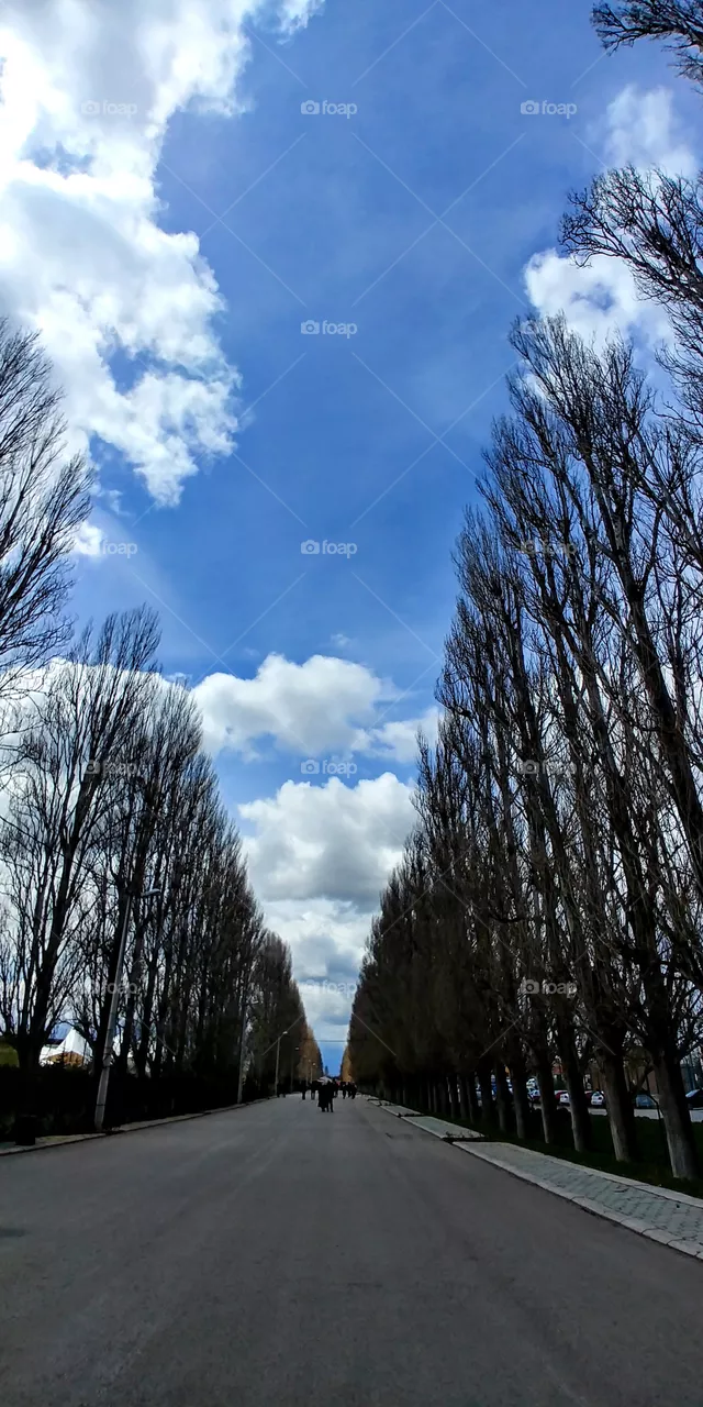 tree