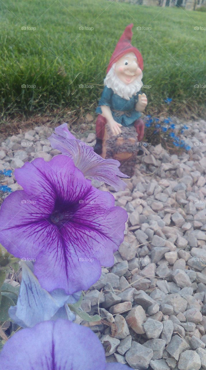 Purple Flower Gnome