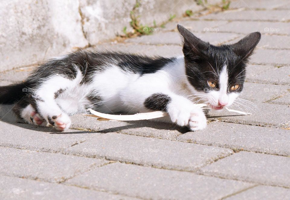 little cute fluffy kitten