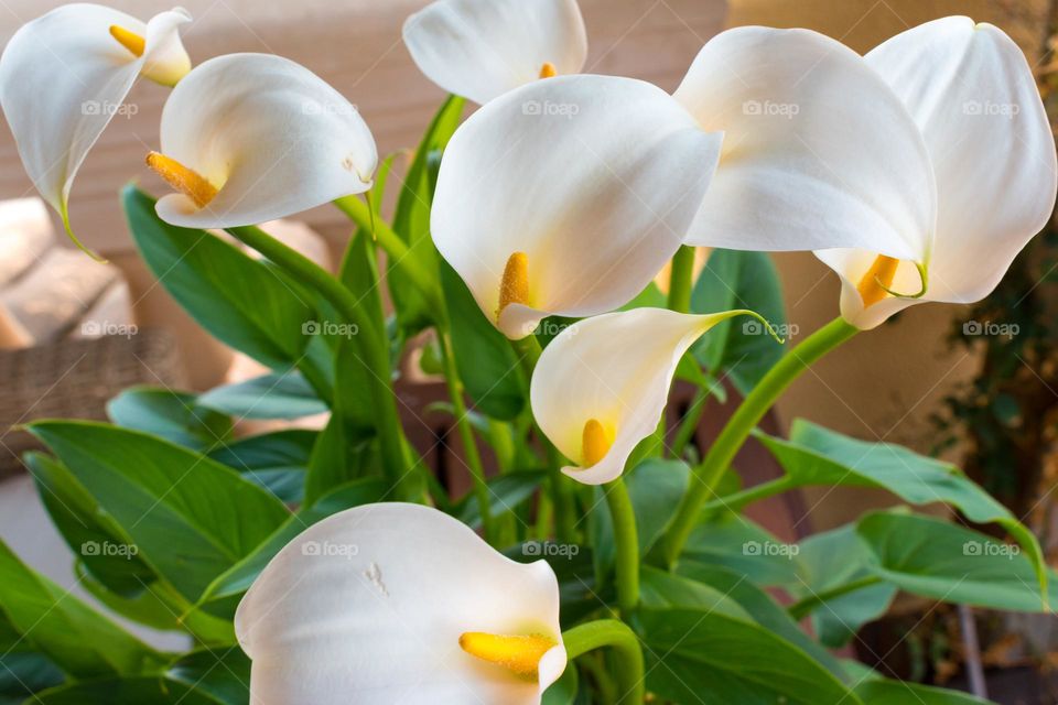 White arum lilies inflorescences, also known as calla lily. Zantedeschia aethiopica, flowering plant native to Africa