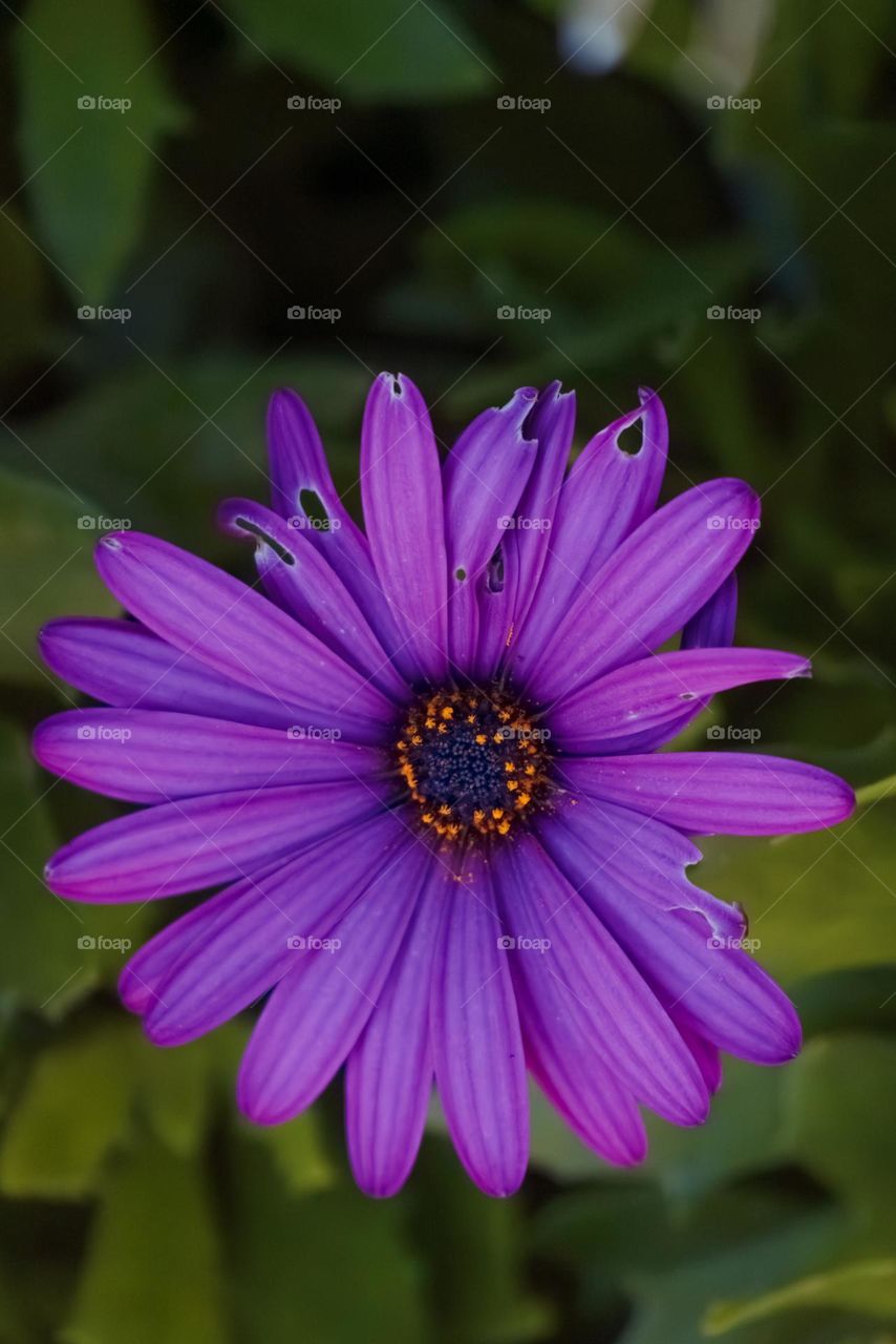 фиолетовый цветок на фоне зелёной травы