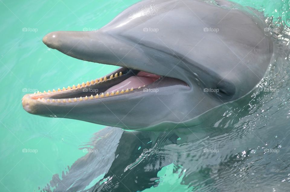 Dolphins smile