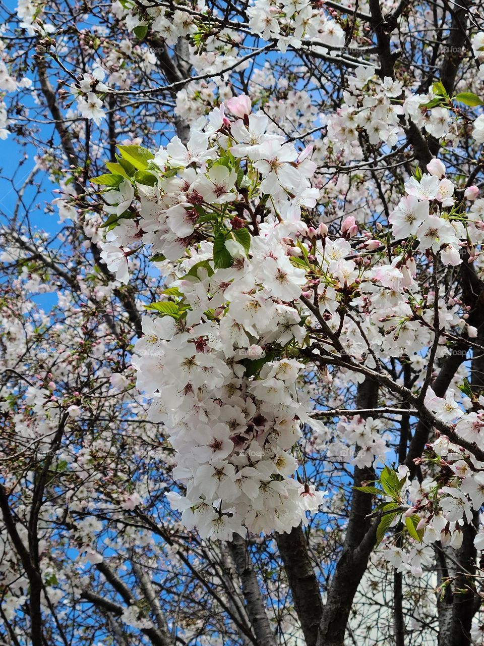 Close up of Cherry blossom tree with a vivid blue sky in the background amidst the tangled branches 