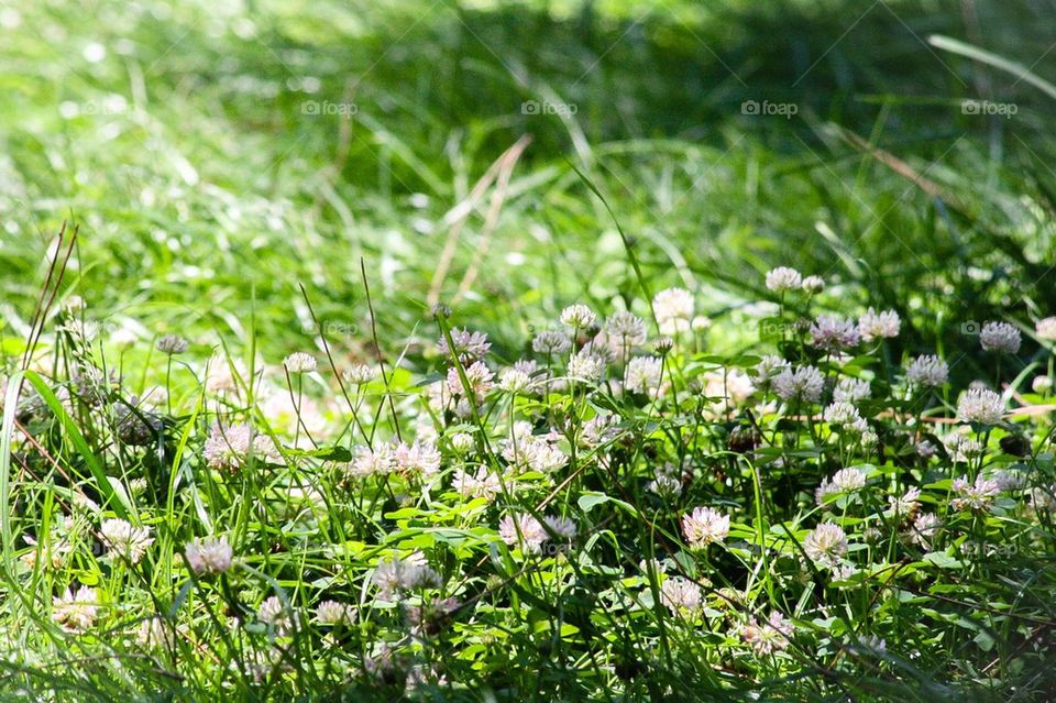 white clover