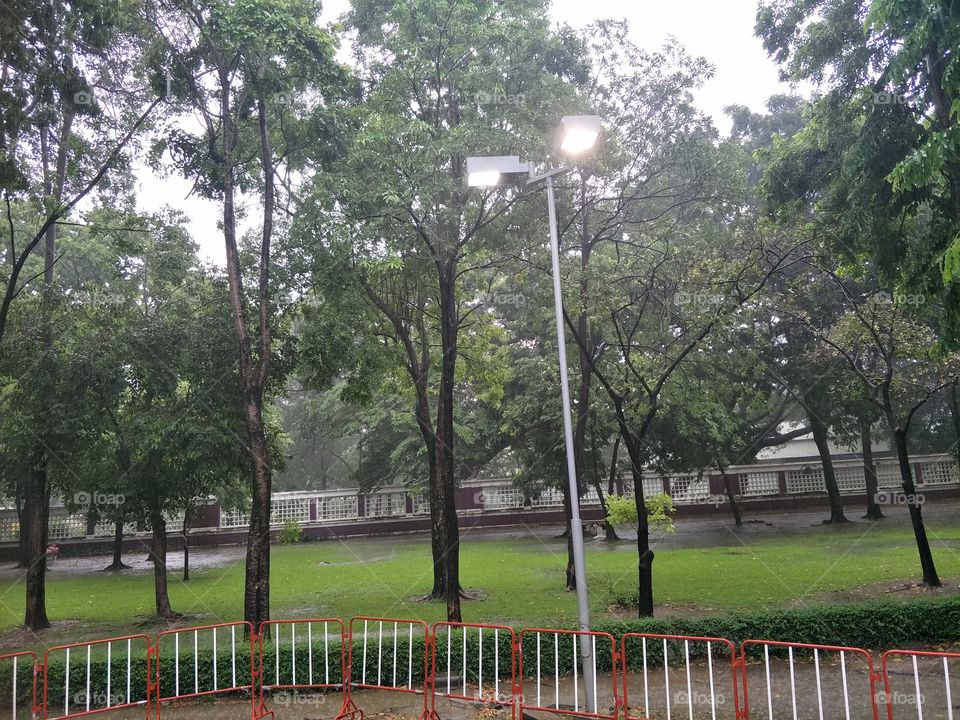 Trees with rain.