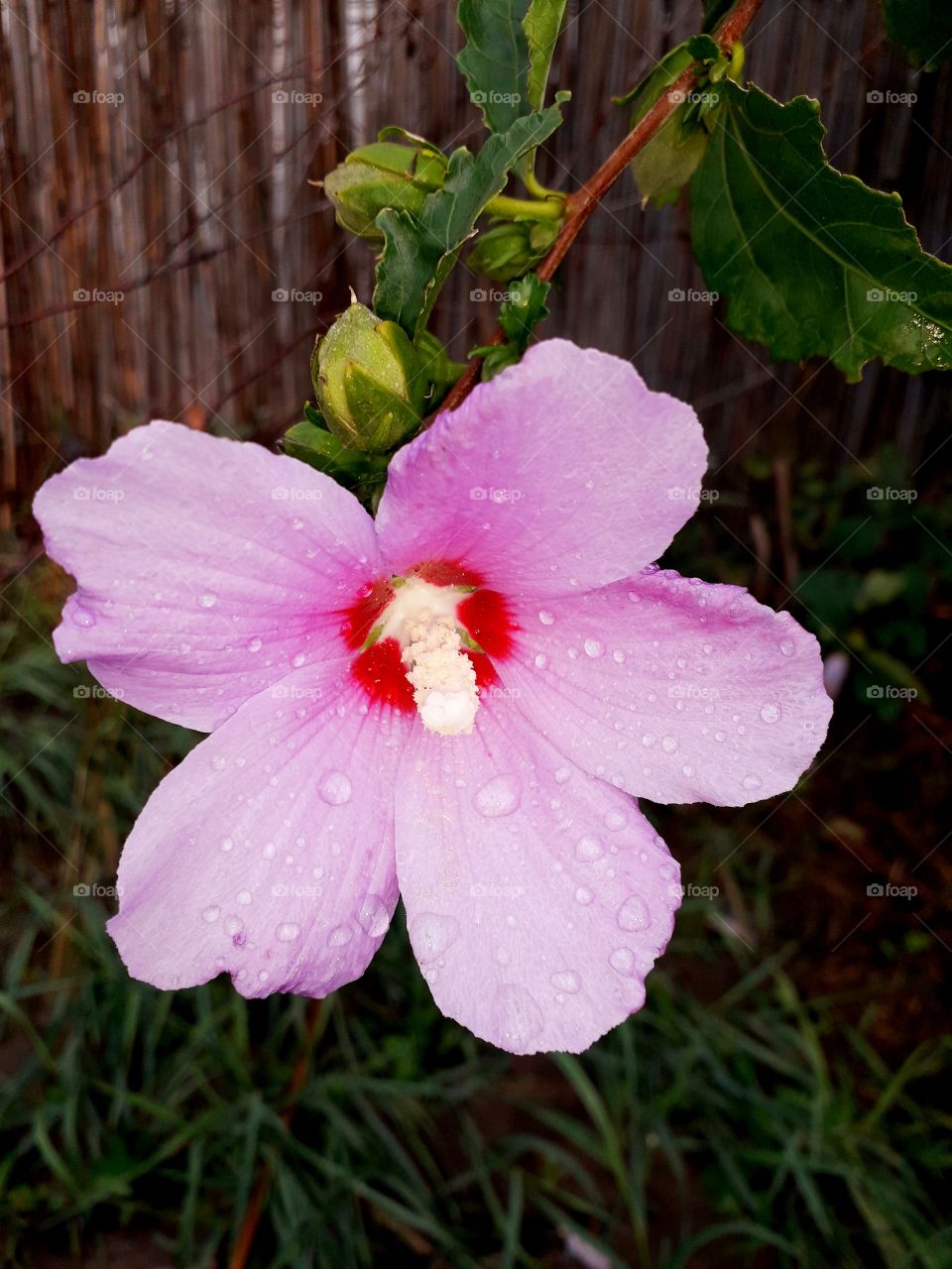 beautiful pink flower