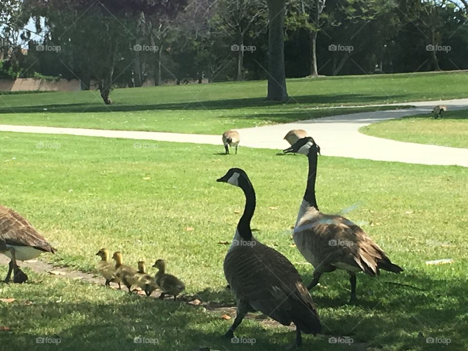 Springtime stroll with the family 