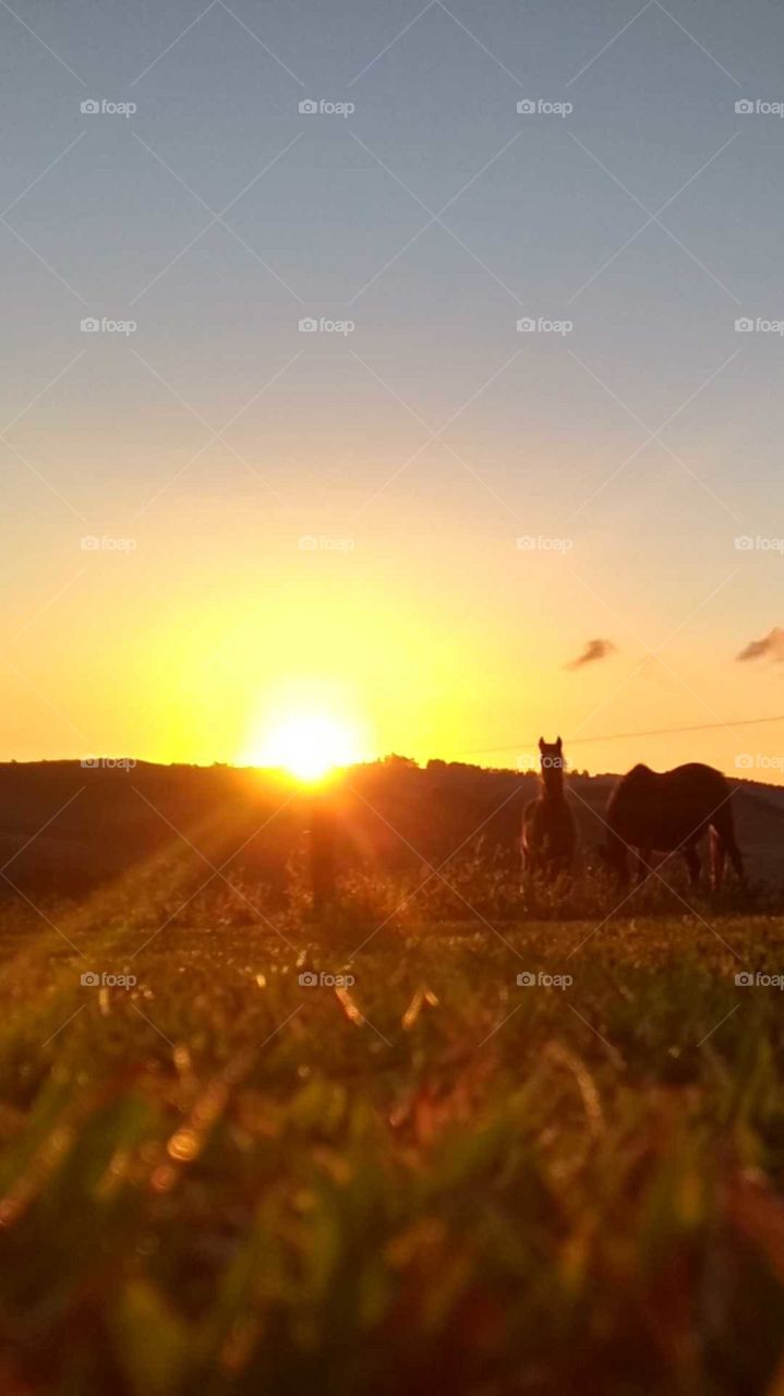 fim de tarde e os cavalinhos!