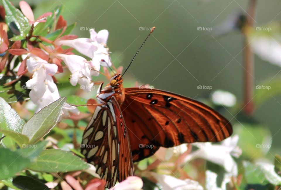 Gorgeous orange butterfly and white flowers