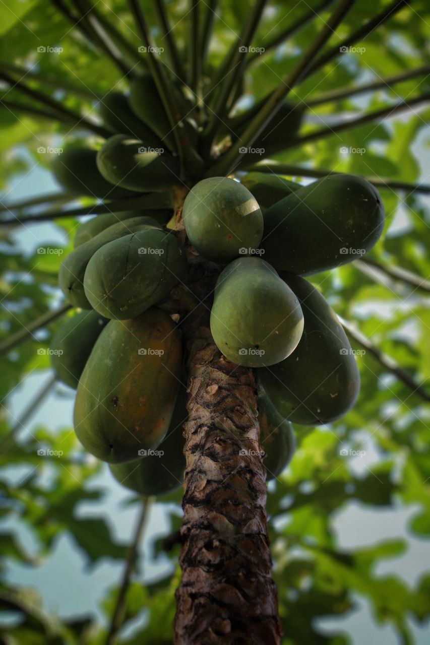 Papaya fruit