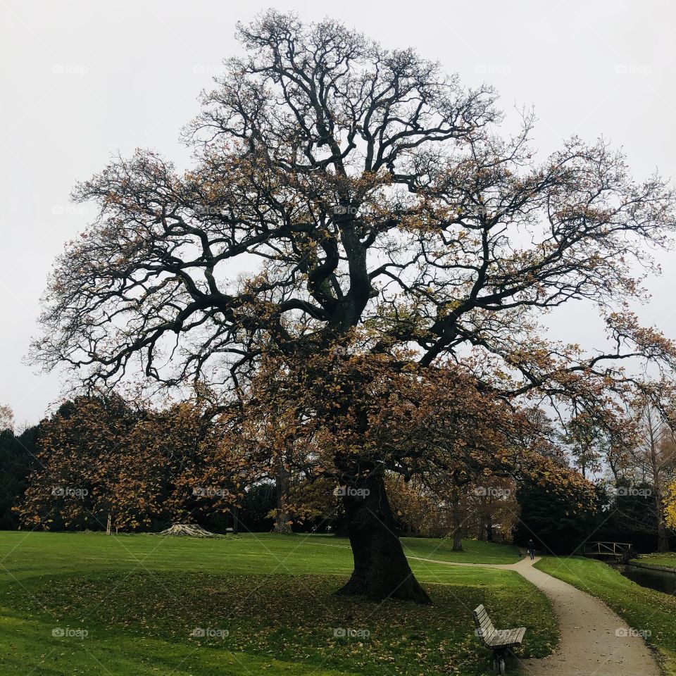 Big tree in autumn season