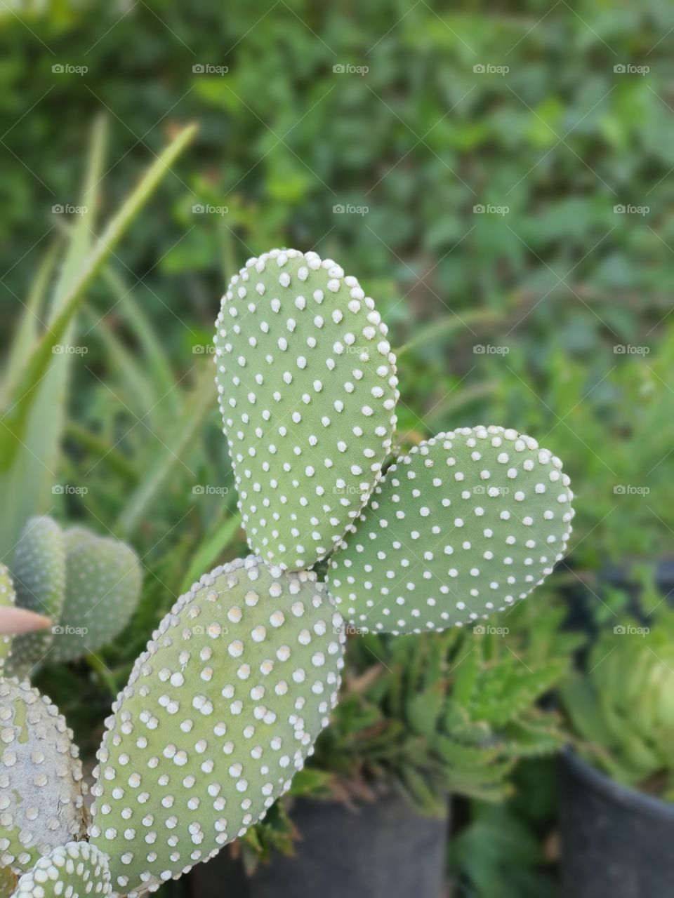 Cactus!:)