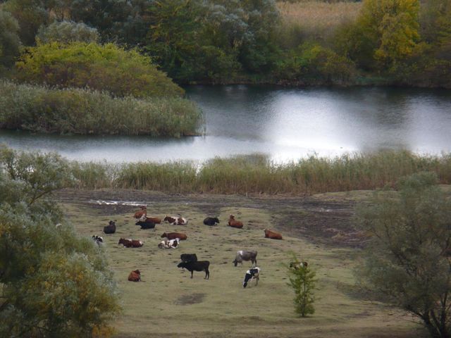 Осенняя пора и животные
