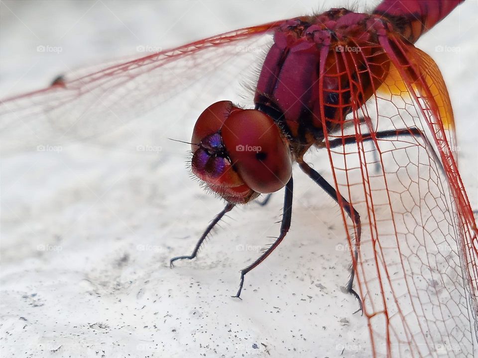 Red dragonfly.