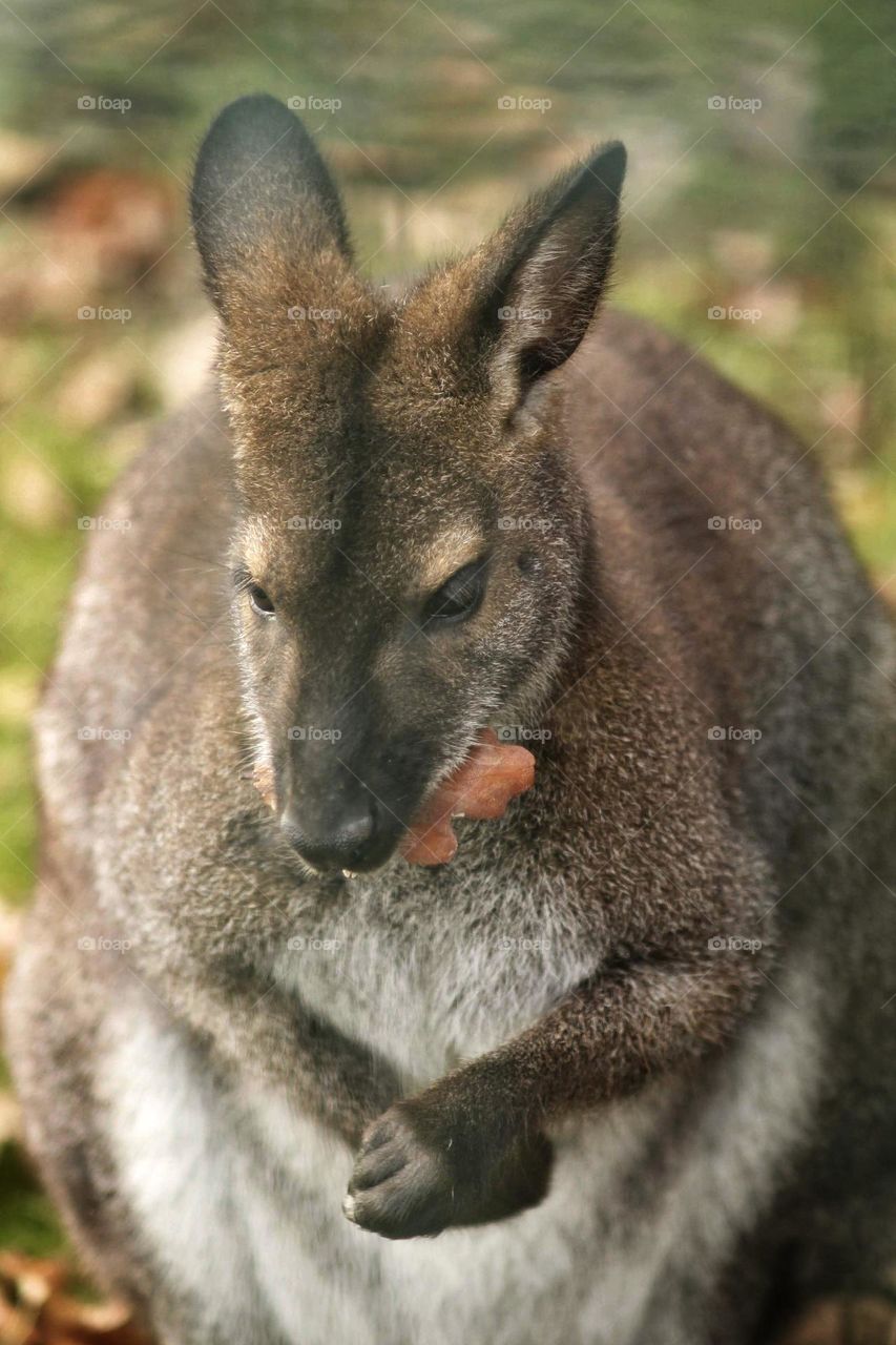 Kangaroo