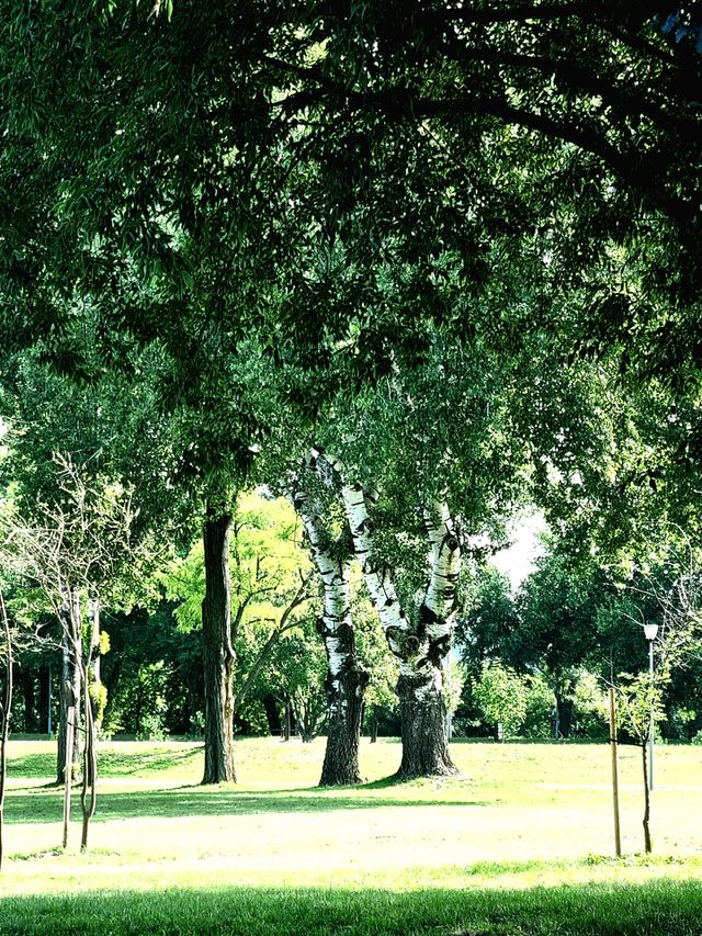 summer morning
